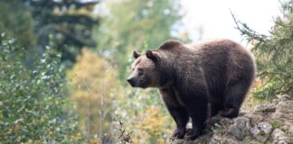 O țară europeană se pregătește să împuște 20% din populația sa de urși bruni urs brun