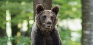 Primele propuneri cu care vine ministrul Mediului după ce o fată a fost ucisă de urs: „Populaţia este scăpată de sub control” urs brun