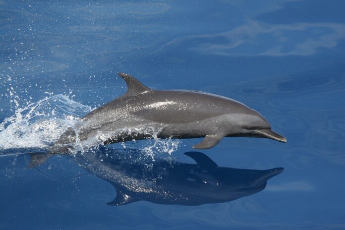 delfin