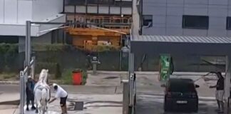 Un bărbat și-a spălat calul la o spălătorie auto self service. Motivul pentru care poliția a deschis un dosar penal cal spălătorie auto