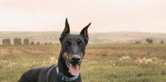 Fetiţă de 7 ani, atacată într-un parc de câinele unui fotbalist de la FCSB. Animalul nu avea lesă și botniță doberman
