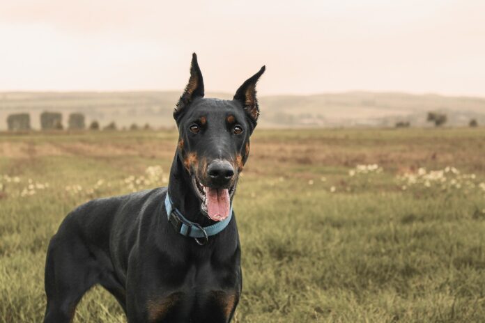 doberman