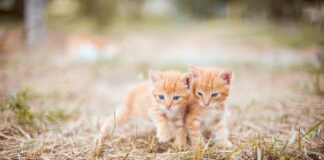 Amendă uriașă pentru un bărbat care a abandonat mai mulți pui de pisică pui de pisică