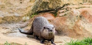 Un copil a fost atacat de o vidră și târât sub apă. Mama lui s-a luptat cu animalul vidră