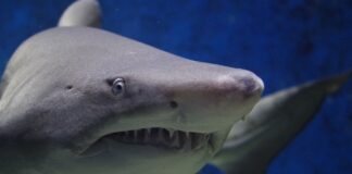 O turistă în vârstă de 30 de ani a fost ucisă de un rechin în largul unei insule spaniole rechin atac