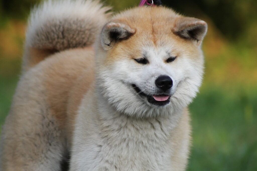 câine akita