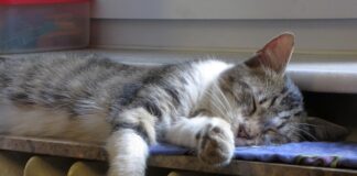 Avarie uriașă în București. Peste 1.100 de blocuri au rămas fără apă caldă și căldură pisică calorifer