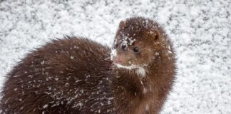 România interzice creșterea și sacrificarea șinșilelor și a nurcilor pentru blănuri. Ce se întâmplă cu fermele existente nurcă