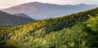 Statul român a cumpărat prima pădure din ultimii 30 de ani. Cât a costat și de la cine a cumpărat-o pădure