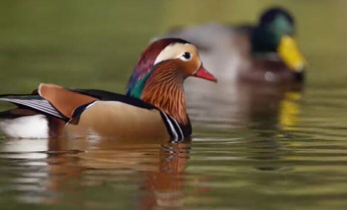 rața mandarin