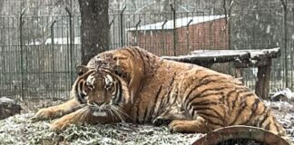 Un angajat al Grădinii Zoologice din Pitești a fost ucis de un tigru în această dimineață