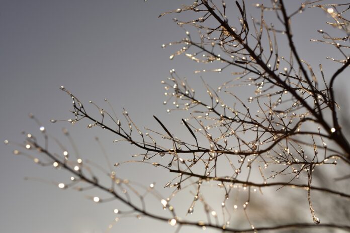 FOTO: Peggychoucair/Pixabay.com
