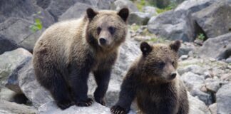 Ursoaica ce l-a atacat pe șeful Salvamont Predeal a fost împușcată. Ce se întâmplă cu puii săi pui urs