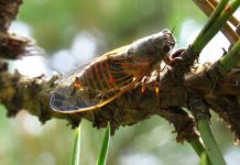 Cicadele din România. De ce le auzim tot mai des și cum a ajuns zumzetul verii de la Mediterana în orașele noastre Oligoglena tibialis constanța românia cicade