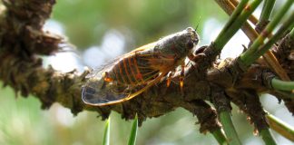 Cicadele din România. De ce le auzim tot mai des și cum a ajuns zumzetul verii de la Mediterana în orașele noastre Oligoglena tibialis constanța românia cicade