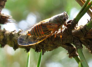 Cicadele din România. De ce le auzim tot mai des și cum a ajuns zumzetul verii de la Mediterana în orașele noastre Oligoglena tibialis constanța românia cicade
