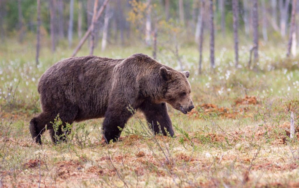 urs brun populație românia