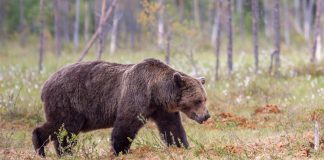 TOP. Județele din România în care trăiesc cei mai mulți urși. Cum a evoluat numărul lor de-a lungul timpului urs brun populație românia