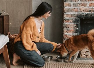 Cum prevenim problemele de greutate cu ajutorul hranei uscate pentru câini caine-mancare